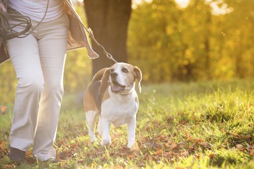 Dog Walking in Jubilee Park